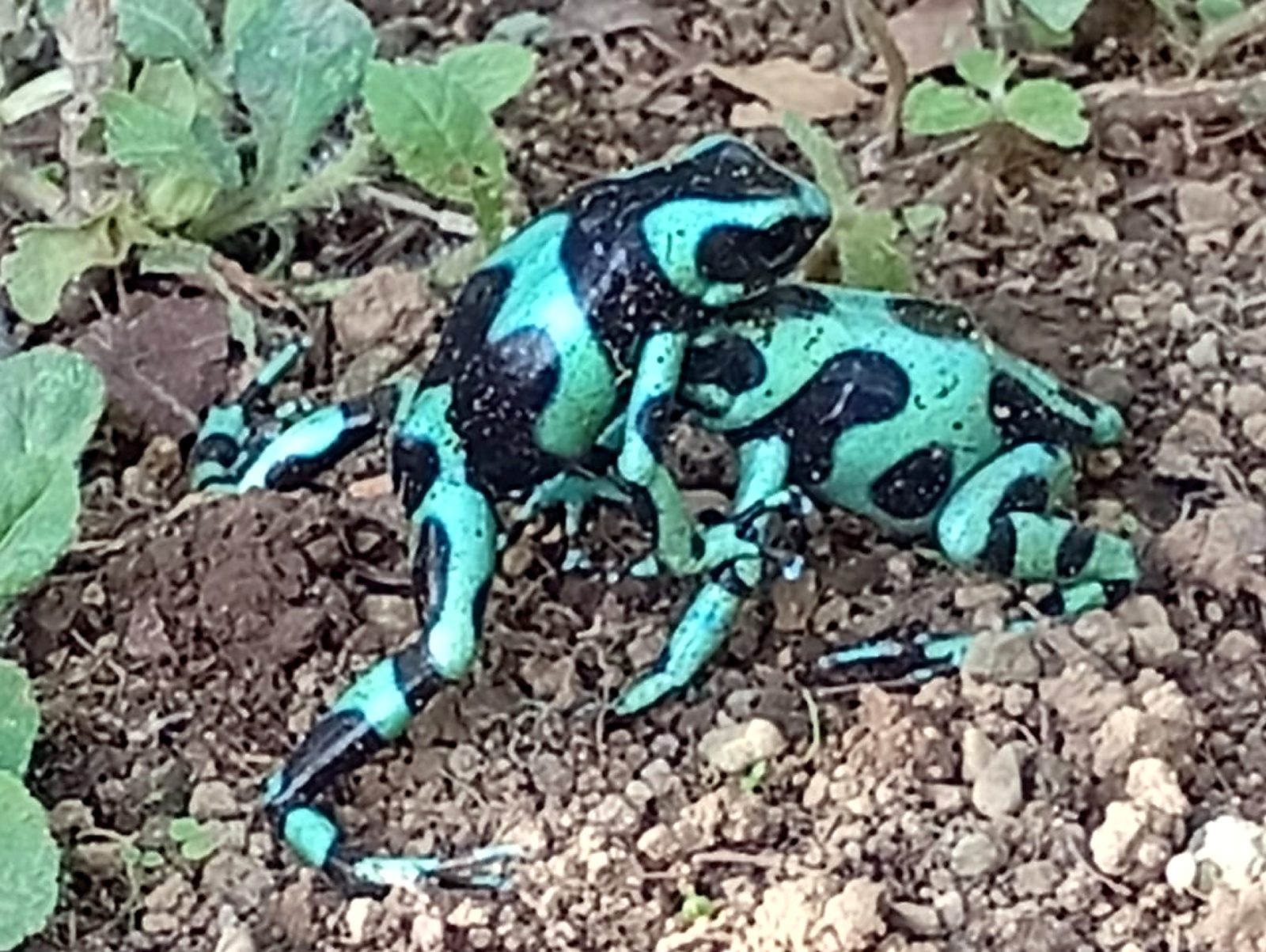 Rana flecha verde y negra sobre hojarasca