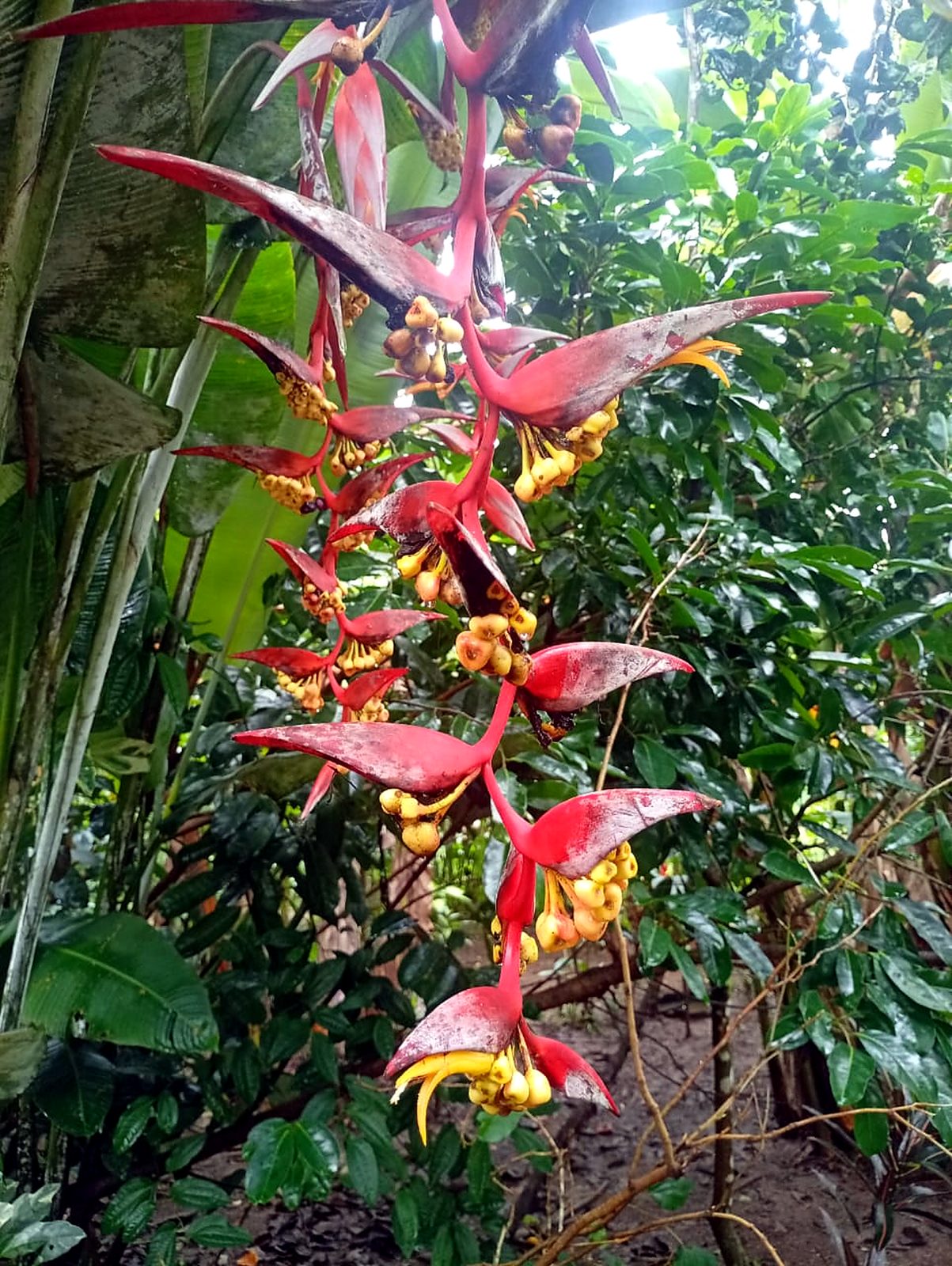 Heliconia roja en el bosque