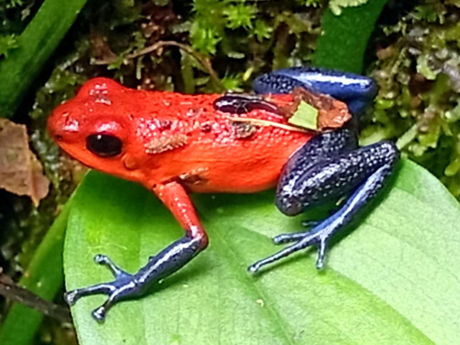 Rana flecha roja sobre una hoja verde