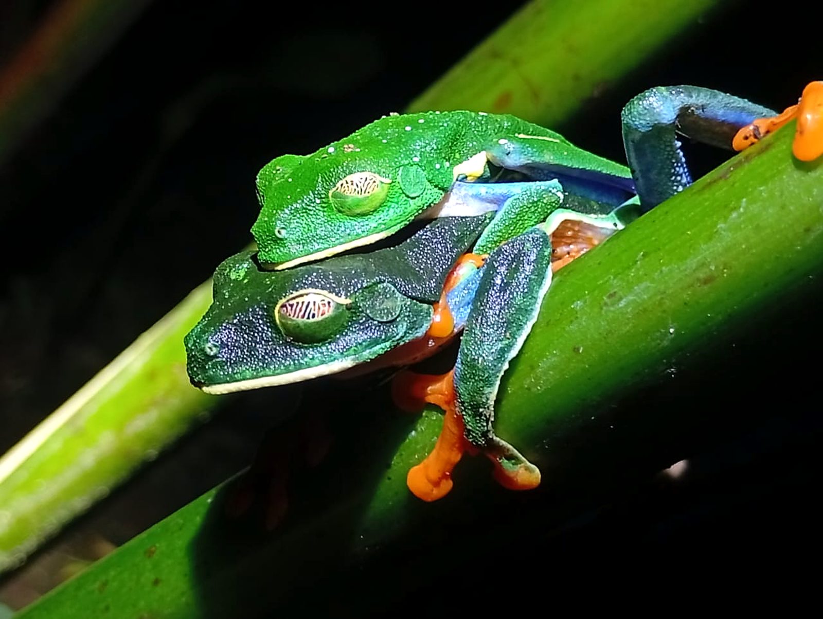 Dos ranas de ojos rojos sobre un tallo