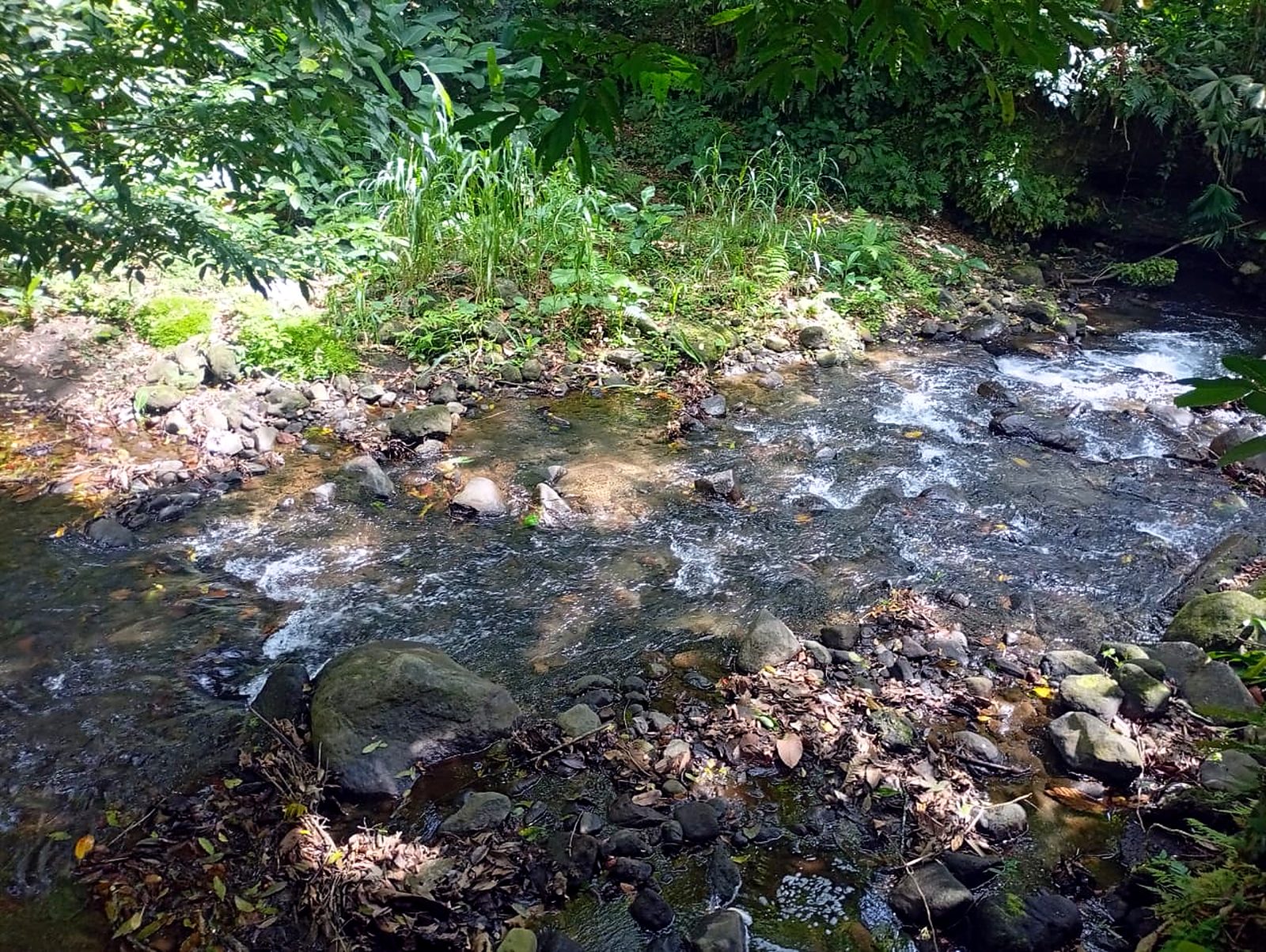 Quebrada entre el bosque