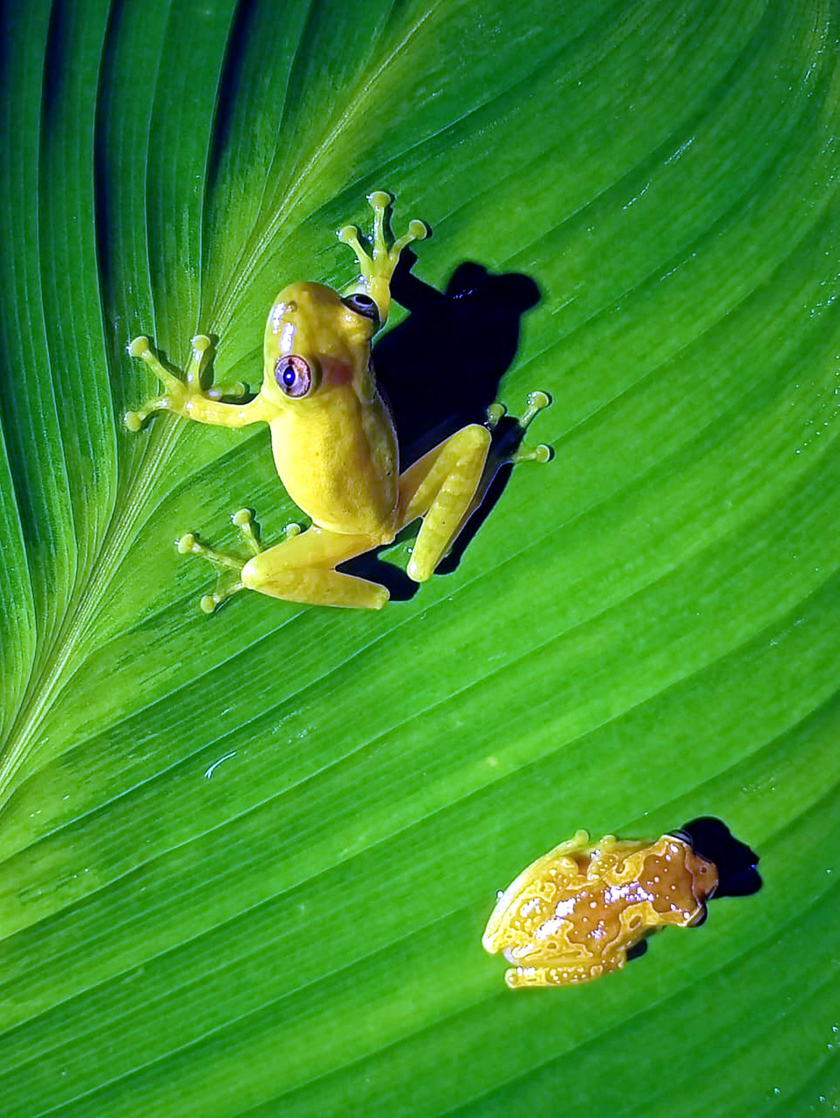 Ranas amarillas sobre una hoja de plátano